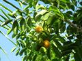 makok ، acaiba ،  Java plum ، Ubos 